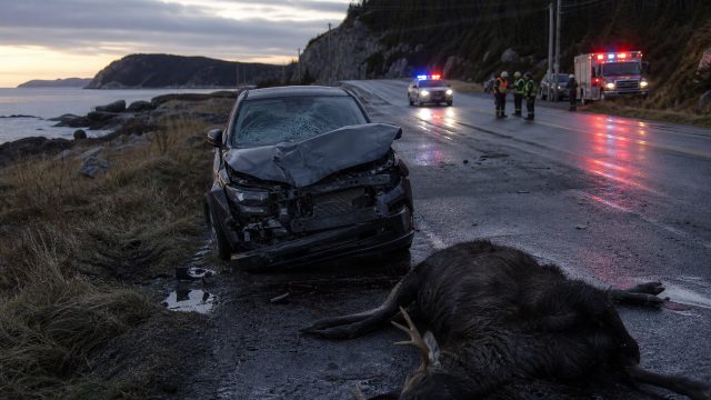 Tragic Moose Collision Claims Two Lives Near Aquaforte