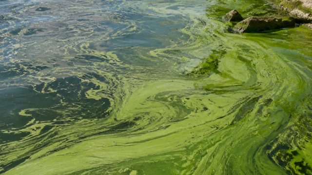 Algal Blooms: The Growing Crisis Affecti
